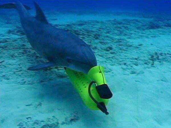  боевой дельфин 